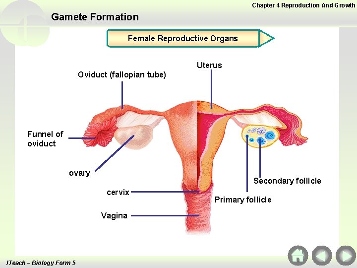 Chapter 4 Reproduction And Growth Gamete Formation Female Reproductive Organs Uterus Oviduct (fallopian tube) Chapter 4 Reproduction And Growth Gamete Formation Female Reproductive Organs Uterus Oviduct (fallopian tube)