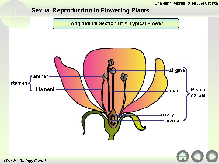 Chapter 4 Reproduction And Growth Sexual Reproduction In Flowering Plants Longitudinal Section Of A Chapter 4 Reproduction And Growth Sexual Reproduction In Flowering Plants Longitudinal Section Of A