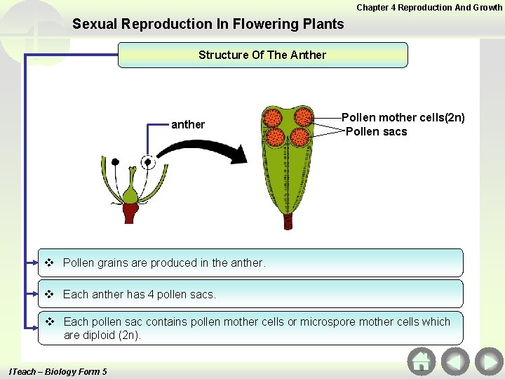 Chapter 4 Reproduction And Growth Sexual Reproduction In Flowering Plants Structure Of The Anther Chapter 4 Reproduction And Growth Sexual Reproduction In Flowering Plants Structure Of The Anther