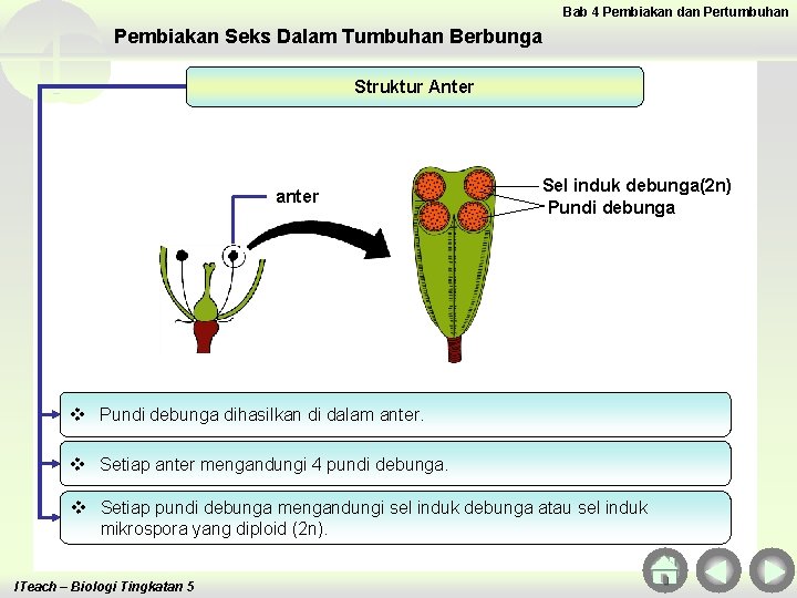 Bab 4 Pembiakan dan Pertumbuhan Pembiakan Seks Dalam Tumbuhan Berbunga Struktur Anter anter Sel Bab 4 Pembiakan dan Pertumbuhan Pembiakan Seks Dalam Tumbuhan Berbunga Struktur Anter anter Sel