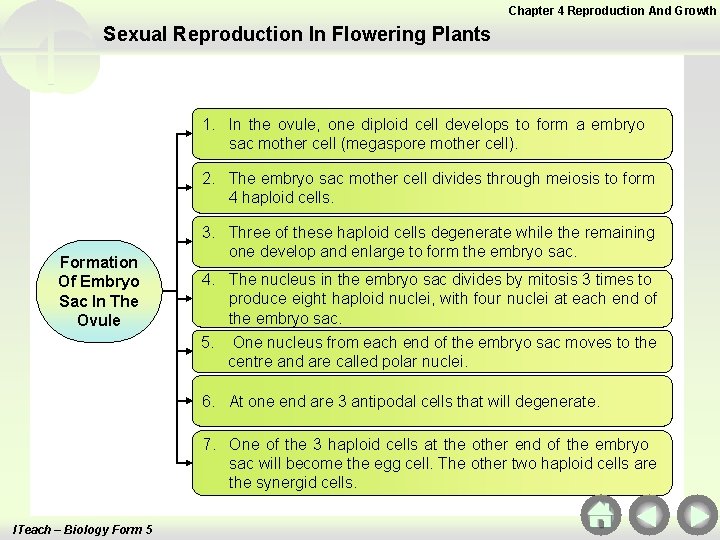 Chapter 4 Reproduction And Growth Sexual Reproduction In Flowering Plants 1. In the ovule, Chapter 4 Reproduction And Growth Sexual Reproduction In Flowering Plants 1. In the ovule,