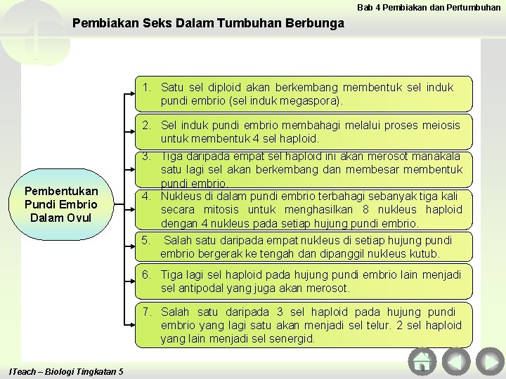 Bab 4 Pembiakan dan Pertumbuhan Pembiakan Seks Dalam Tumbuhan Berbunga 1. Satu sel diploid Bab 4 Pembiakan dan Pertumbuhan Pembiakan Seks Dalam Tumbuhan Berbunga 1. Satu sel diploid