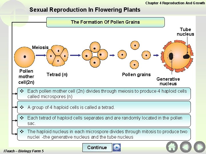 Chapter 4 Reproduction And Growth Sexual Reproduction In Flowering Plants The Formation Of Pollen Chapter 4 Reproduction And Growth Sexual Reproduction In Flowering Plants The Formation Of Pollen