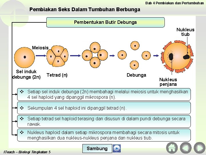 Bab 4 Pembiakan dan Pertumbuhan Pembiakan Seks Dalam Tumbuhan Berbunga Pembentukan Butir Debunga Nukleus Bab 4 Pembiakan dan Pertumbuhan Pembiakan Seks Dalam Tumbuhan Berbunga Pembentukan Butir Debunga Nukleus