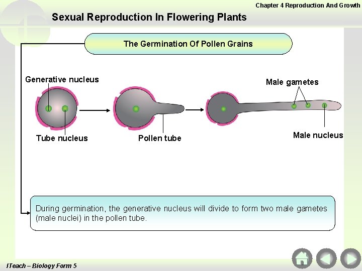 Chapter 4 Reproduction And Growth Sexual Reproduction In Flowering Plants The Germination Of Pollen Chapter 4 Reproduction And Growth Sexual Reproduction In Flowering Plants The Germination Of Pollen