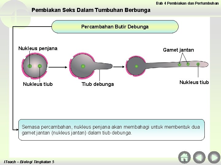 Bab 4 Pembiakan dan Pertumbuhan Pembiakan Seks Dalam Tumbuhan Berbunga Percambahan Butir Debunga Nukleus Bab 4 Pembiakan dan Pertumbuhan Pembiakan Seks Dalam Tumbuhan Berbunga Percambahan Butir Debunga Nukleus