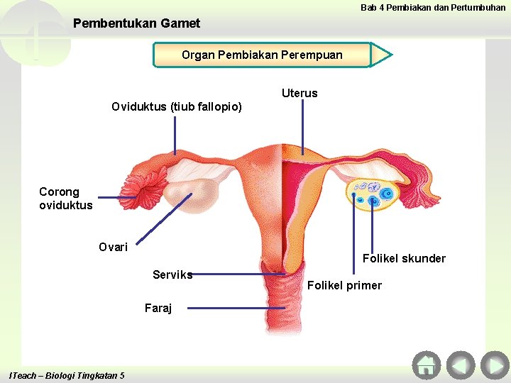 Bab 4 Pembiakan dan Pertumbuhan Pembentukan Gamet Organ Pembiakan Perempuan Uterus Oviduktus (tiub fallopio) Bab 4 Pembiakan dan Pertumbuhan Pembentukan Gamet Organ Pembiakan Perempuan Uterus Oviduktus (tiub fallopio)