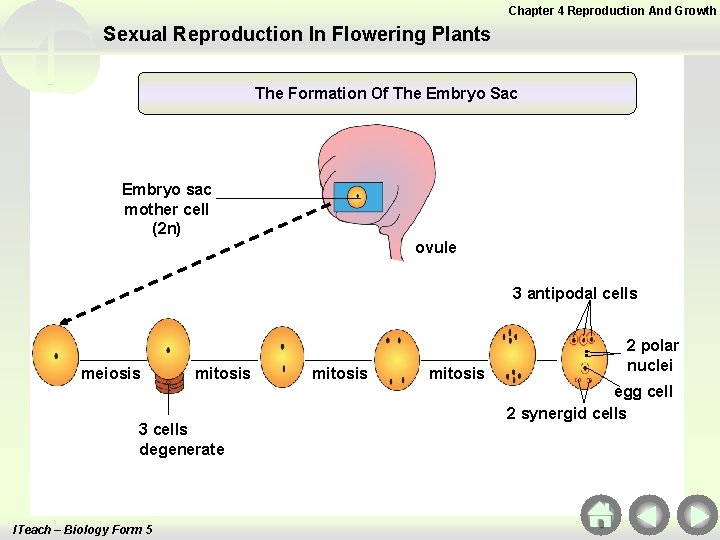 Chapter 4 Reproduction And Growth Sexual Reproduction In Flowering Plants The Formation Of The Chapter 4 Reproduction And Growth Sexual Reproduction In Flowering Plants The Formation Of The