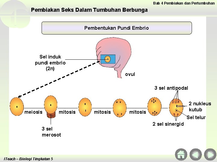 Bab 4 Pembiakan dan Pertumbuhan Pembiakan Seks Dalam Tumbuhan Berbunga Pembentukan Pundi Embrio Sel Bab 4 Pembiakan dan Pertumbuhan Pembiakan Seks Dalam Tumbuhan Berbunga Pembentukan Pundi Embrio Sel