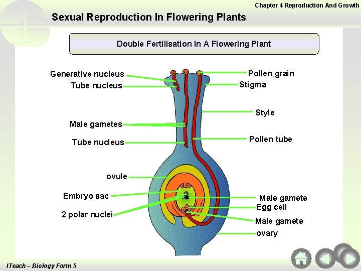 Chapter 4 Reproduction And Growth Sexual Reproduction In Flowering Plants Double Fertilisation In A Chapter 4 Reproduction And Growth Sexual Reproduction In Flowering Plants Double Fertilisation In A
