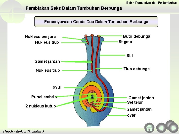 Bab 4 Pembiakan dan Pertumbuhan Pembiakan Seks Dalam Tumbuhan Berbunga Persenyawaan Ganda Dua Dalam Bab 4 Pembiakan dan Pertumbuhan Pembiakan Seks Dalam Tumbuhan Berbunga Persenyawaan Ganda Dua Dalam