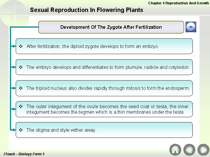 Chapter 4 Reproduction And Growth Sexual Reproduction In Flowering Plants Development Of The Zygote Chapter 4 Reproduction And Growth Sexual Reproduction In Flowering Plants Development Of The Zygote