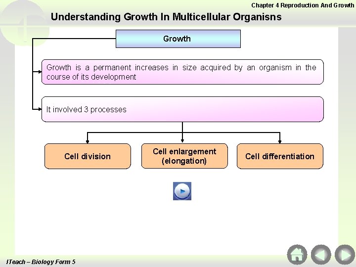 Chapter 4 Reproduction And Growth Understanding Growth In Multicellular Organisns Growth is a permanent Chapter 4 Reproduction And Growth Understanding Growth In Multicellular Organisns Growth is a permanent