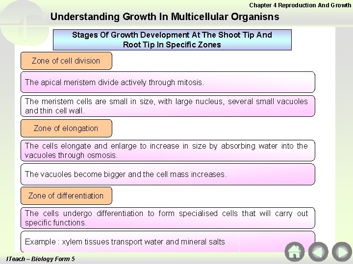 Chapter 4 Reproduction And Growth Understanding Growth In Multicellular Organisns Stages Of Growth Development Chapter 4 Reproduction And Growth Understanding Growth In Multicellular Organisns Stages Of Growth Development