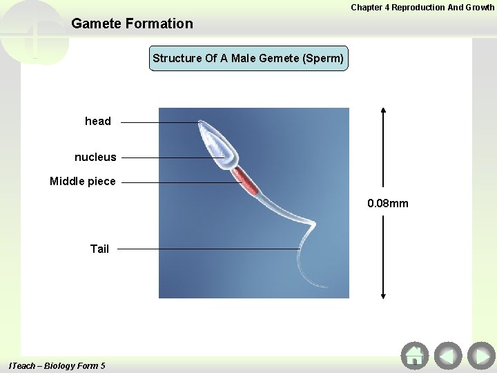 Chapter 4 Reproduction And Growth Gamete Formation Structure Of A Male Gemete (Sperm) head Chapter 4 Reproduction And Growth Gamete Formation Structure Of A Male Gemete (Sperm) head