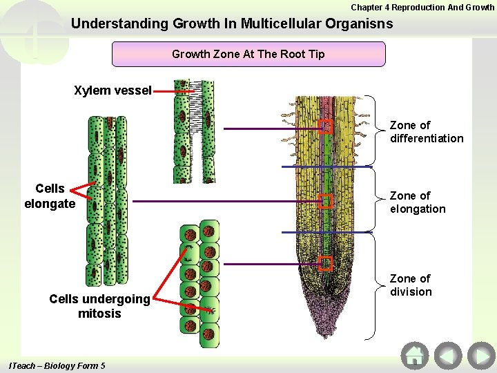 Chapter 4 Reproduction And Growth Understanding Growth In Multicellular Organisns Growth Zone At The Chapter 4 Reproduction And Growth Understanding Growth In Multicellular Organisns Growth Zone At The
