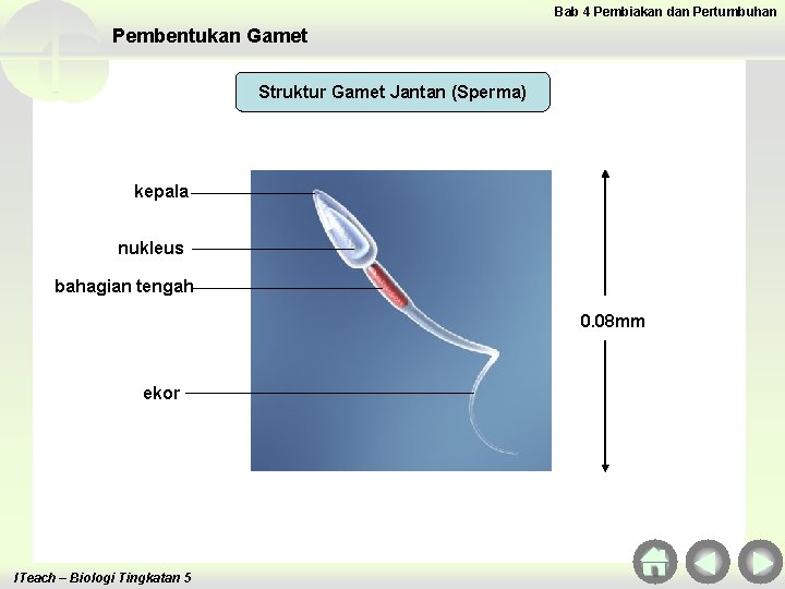 Bab 4 Pembiakan dan Pertumbuhan Pembentukan Gamet Struktur Gamet Jantan (Sperma) kepala nukleus bahagian Bab 4 Pembiakan dan Pertumbuhan Pembentukan Gamet Struktur Gamet Jantan (Sperma) kepala nukleus bahagian