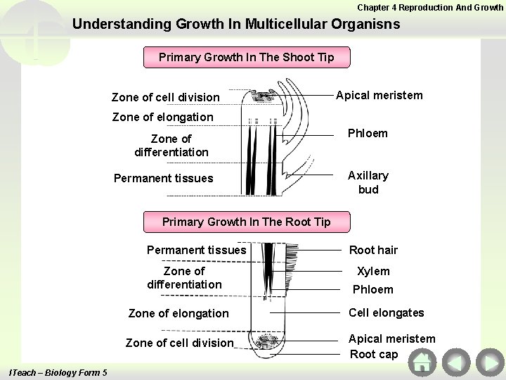 Chapter 4 Reproduction And Growth Understanding Growth In Multicellular Organisns Primary Growth In The Chapter 4 Reproduction And Growth Understanding Growth In Multicellular Organisns Primary Growth In The