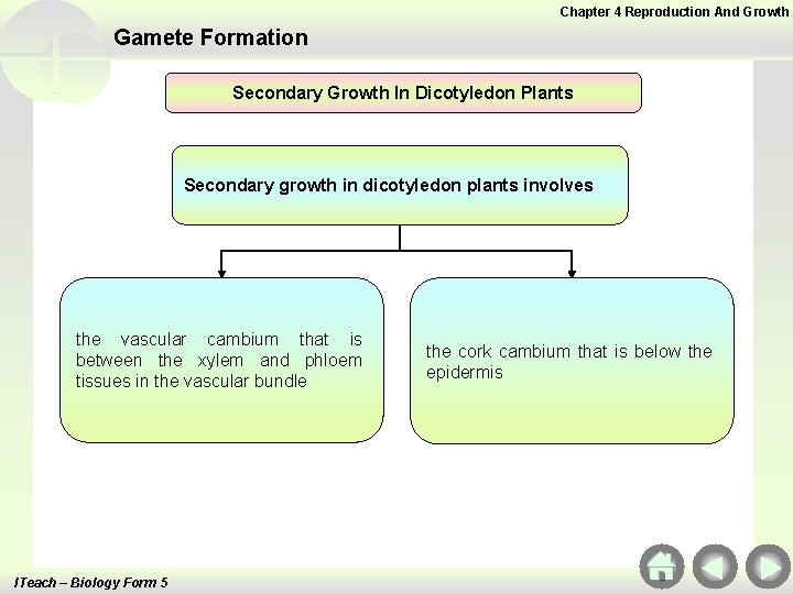 Chapter 4 Reproduction And Growth Gamete Formation Secondary Growth In Dicotyledon Plants Secondary growth Chapter 4 Reproduction And Growth Gamete Formation Secondary Growth In Dicotyledon Plants Secondary growth