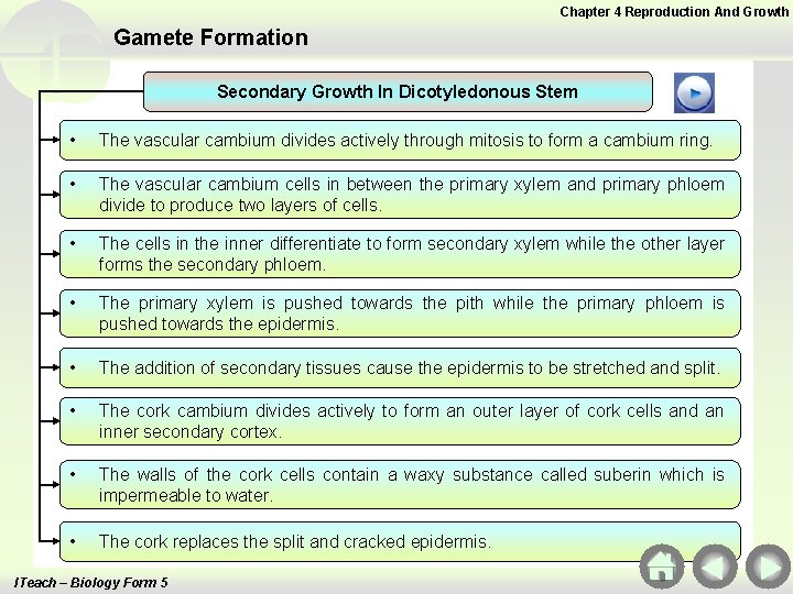 Chapter 4 Reproduction And Growth Gamete Formation Secondary Growth In Dicotyledonous Stem • The Chapter 4 Reproduction And Growth Gamete Formation Secondary Growth In Dicotyledonous Stem • The