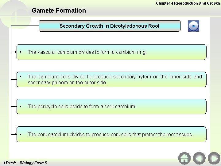 Chapter 4 Reproduction And Growth Gamete Formation Secondary Growth In Dicotyledonous Root • The Chapter 4 Reproduction And Growth Gamete Formation Secondary Growth In Dicotyledonous Root • The