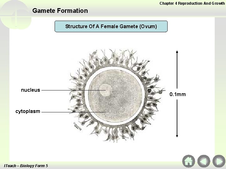 Chapter 4 Reproduction And Growth Gamete Formation Structure Of A Female Gamete (Ovum) nucleus Chapter 4 Reproduction And Growth Gamete Formation Structure Of A Female Gamete (Ovum) nucleus