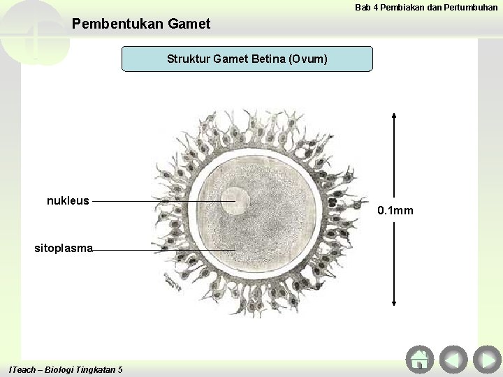 Bab 4 Pembiakan dan Pertumbuhan Pembentukan Gamet Struktur Gamet Betina (Ovum) nukleus sitoplasma ITeach Bab 4 Pembiakan dan Pertumbuhan Pembentukan Gamet Struktur Gamet Betina (Ovum) nukleus sitoplasma ITeach
