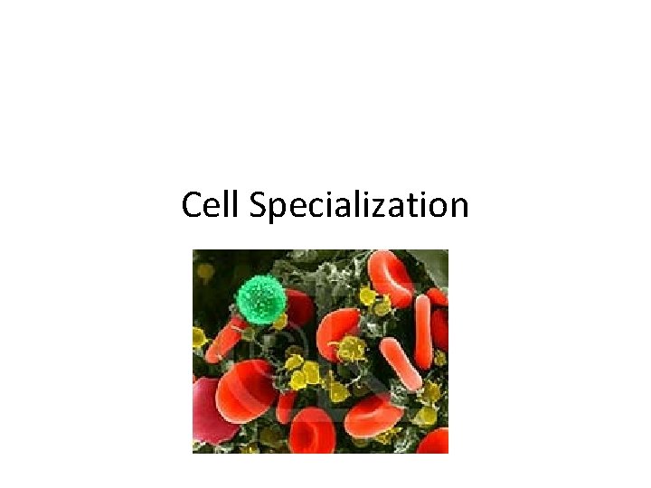 Cell Specialization 