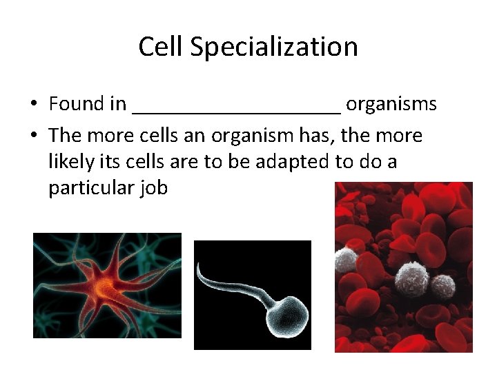 Cell Specialization • Found in __________ organisms • The more cells an organism has,