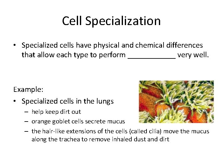 Cell Specialization • Specialized cells have physical and chemical differences that allow each type