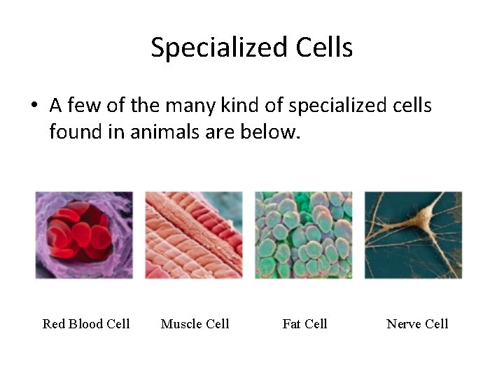 Specialized Cells • A few of the many kind of specialized cells found in