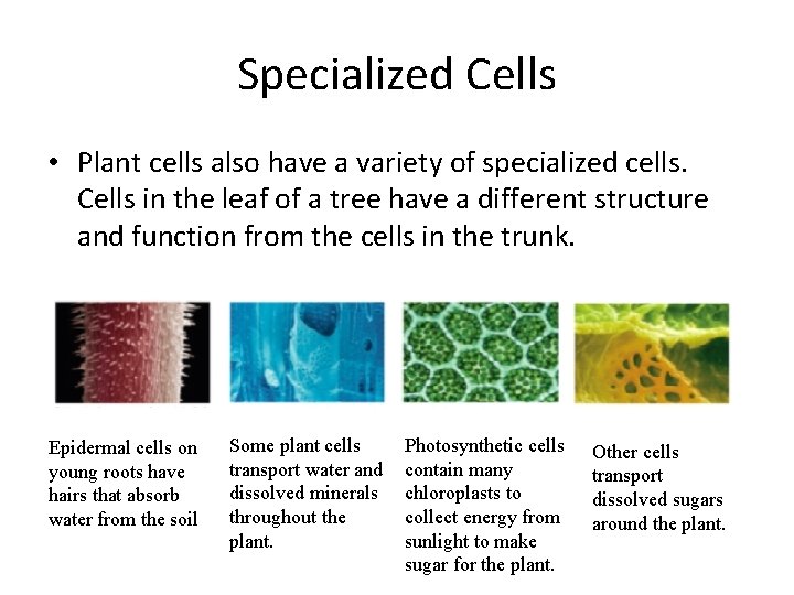 Specialized Cells • Plant cells also have a variety of specialized cells. Cells in