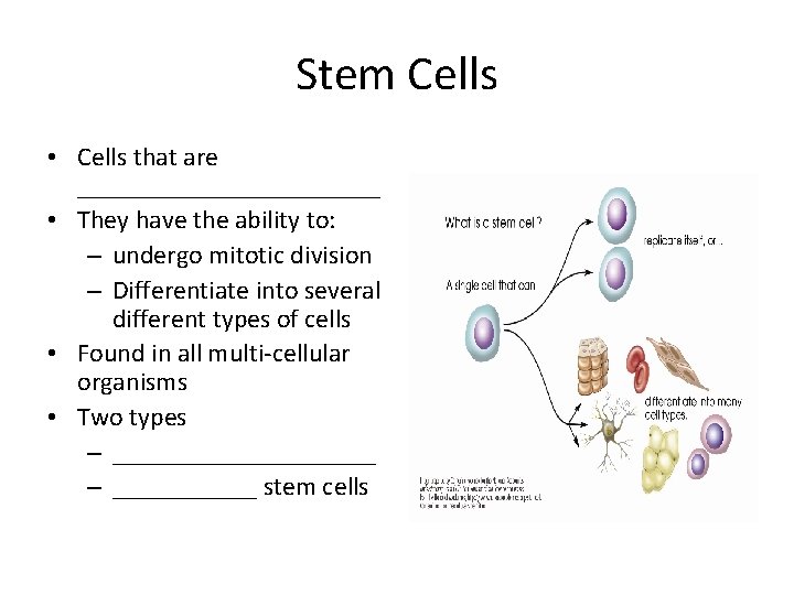 Stem Cells • Cells that are ____________ • They have the ability to: –