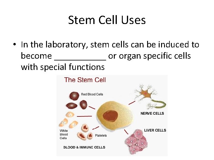 Stem Cell Uses • In the laboratory, stem cells can be induced to become