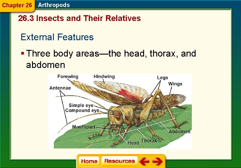 Chapter 26 Arthropods 26. 3 Insects and Their Relatives External Features § Three body Chapter 26 Arthropods 26. 3 Insects and Their Relatives External Features § Three body