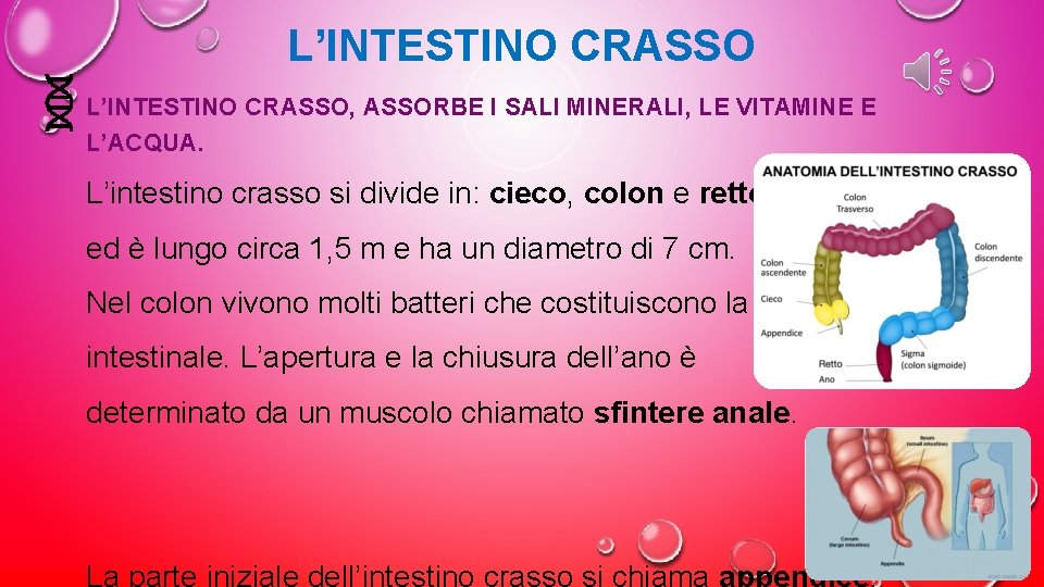 L’INTESTINO CRASSO, ASSORBE I SALI MINERALI, LE VITAMINE E L’ACQUA. L’intestino crasso si divide