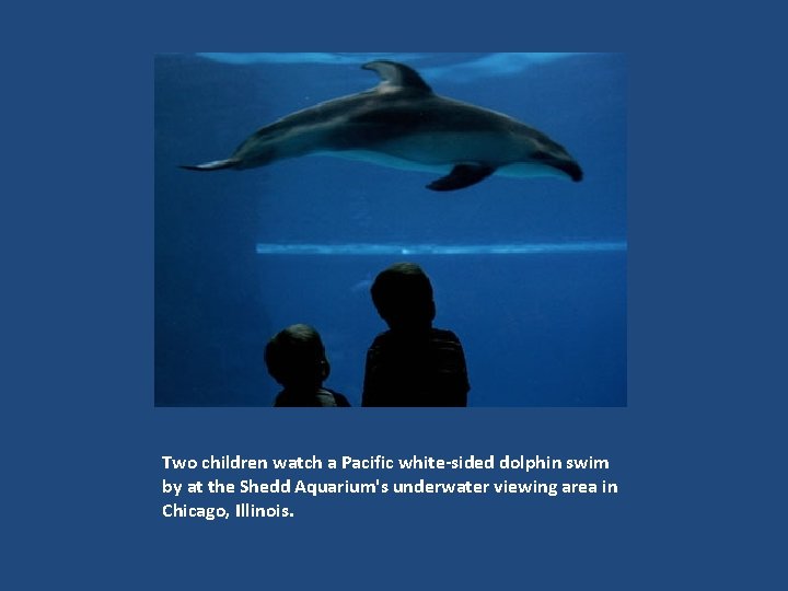 Two children watch a Pacific white-sided dolphin swim by at the Shedd Aquarium's underwater