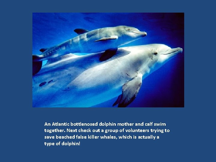 An Atlantic bottlenosed dolphin mother and calf swim together. Next check out a group