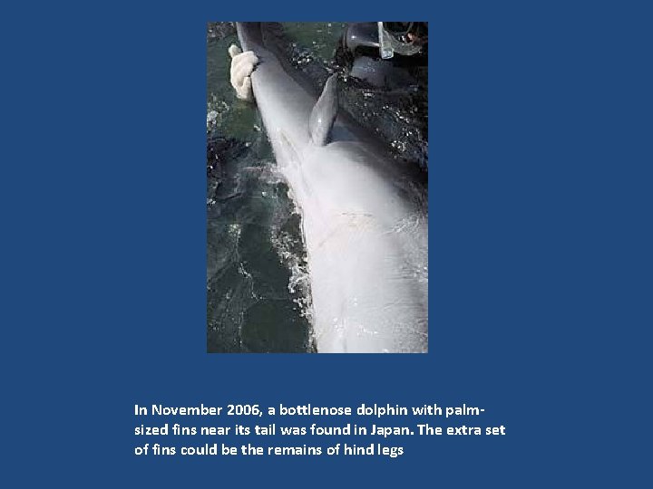 In November 2006, a bottlenose dolphin with palmsized fins near its tail was found