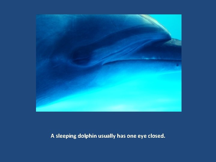 A sleeping dolphin usually has one eye closed. 