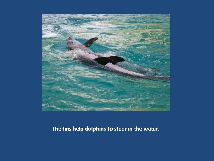 The fins help dolphins to steer in the water. 
