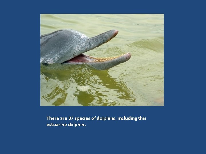 There are 37 species of dolphins, including this estuarine dolphin. 