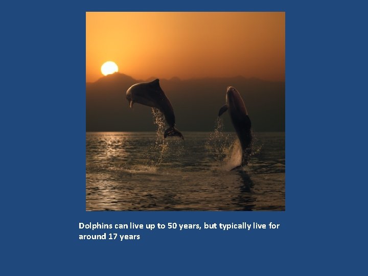 Dolphins can live up to 50 years, but typically live for around 17 years