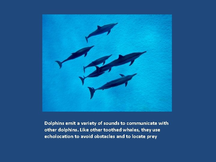 Dolphins emit a variety of sounds to communicate with other dolphins. Like other toothed