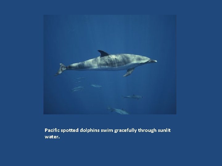 Pacific spotted dolphins swim gracefully through sunlit water. 
