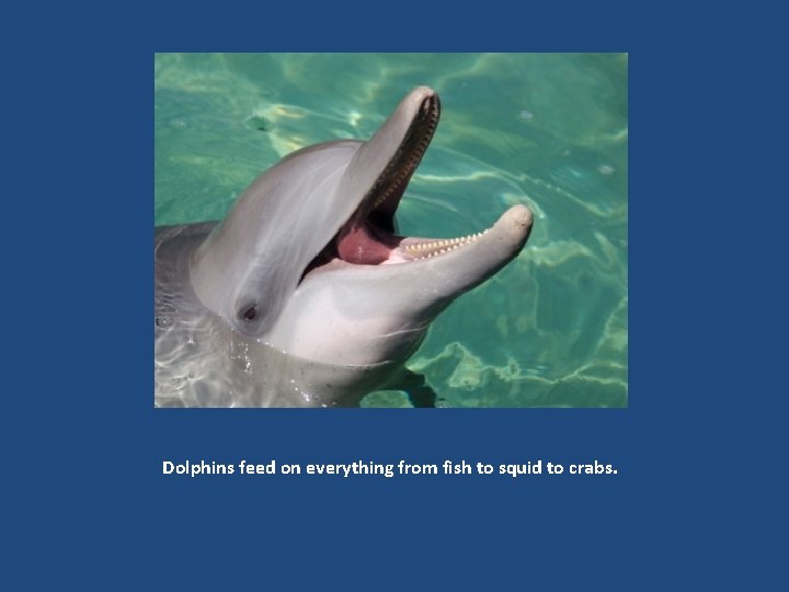 Dolphins feed on everything from fish to squid to crabs. 