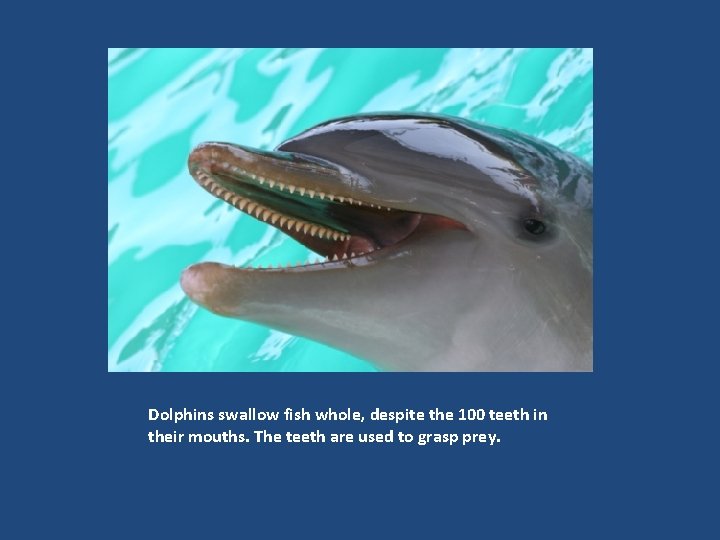 Dolphins swallow fish whole, despite the 100 teeth in their mouths. The teeth are