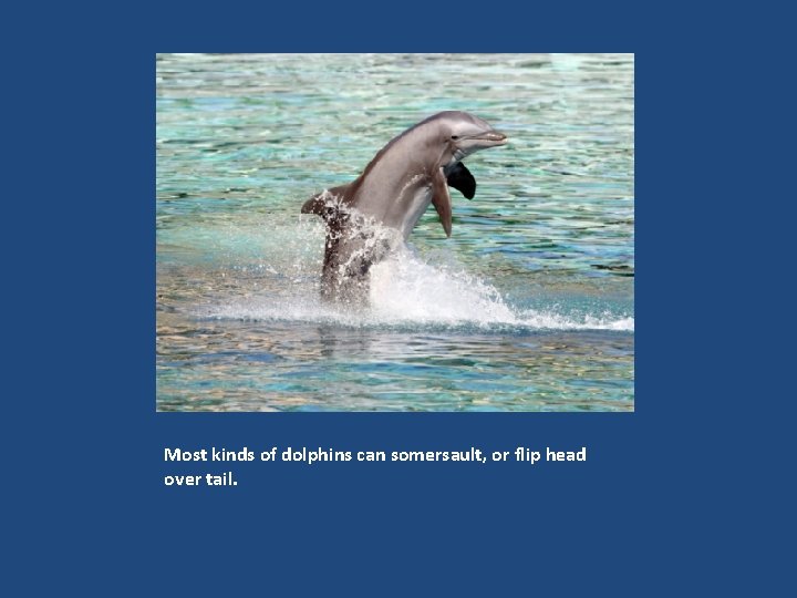 Most kinds of dolphins can somersault, or flip head over tail. 