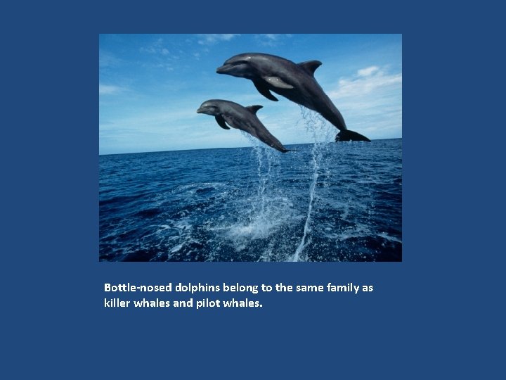 Bottle-nosed dolphins belong to the same family as killer whales and pilot whales. 
