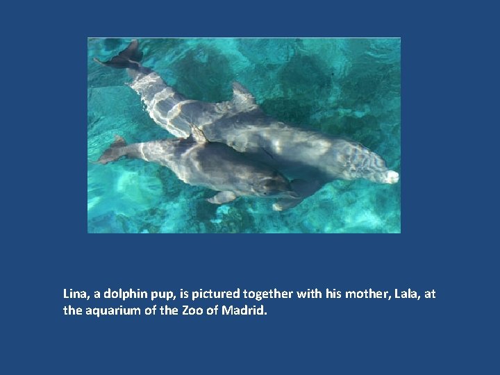 Lina, a dolphin pup, is pictured together with his mother, Lala, at the aquarium